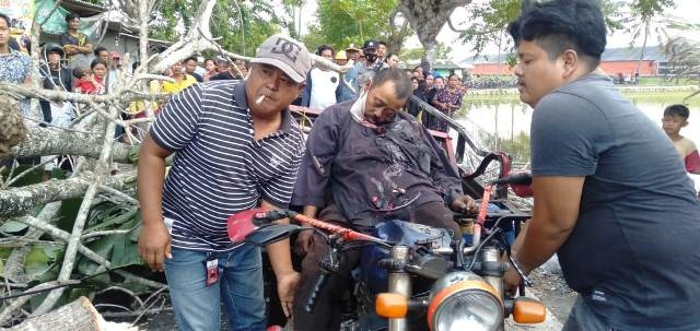 Pohon Tumbang Timpa Pengendara Motor Hingga Tewas