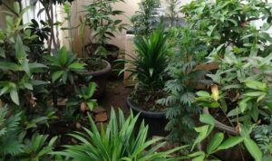 Taman-kembang-870x490