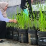 Budi Daya Padi di Galon Jadi Inovasi Kelurahan Pasar Minggu