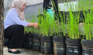 Budi Daya Padi di Galon Jadi Inovasi Kelurahan Pasar Minggu
